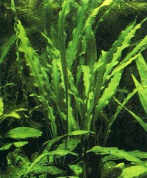 Cryptocoryne spiralis